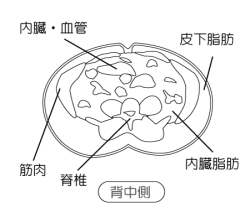 内臓脂肪と皮下脂肪の断面図 Mri Ct 塗り絵バージョン メディカルイラスト図鑑 無料の医療 美容素材集