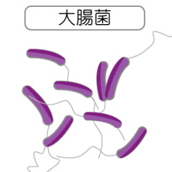 病原性大腸菌 O 157 メディカルイラスト図鑑 無料の医療 美容素材集