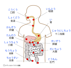 学習用内臓の位置 消化器官人体図 子供向け メディカルイラスト図鑑 無料の医療 美容素材集