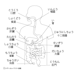 学習用内臓の位置 消化器官人体図 子供向け 塗り絵バージョン メディカルイラスト図鑑 無料の医療 美容素材集