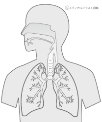 呼吸器の構造 断面図 名称なし グレーバージョン メディカルイラスト図鑑 無料の医療 美容素材集
