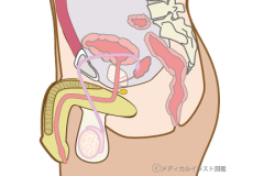 男性生殖器断面人体図 メディカルイラスト図鑑 無料の医療 美容素材集