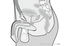 男性生殖器断面人体図 グレーバージョン メディカルイラスト図鑑 無料の医療 美容素材集