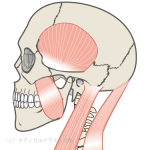 頭部の筋肉(側頭筋・咬筋・胸鎖乳突筋・僧帽筋）