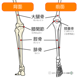 膝の前面、背面の骨格図(部位名称つき)