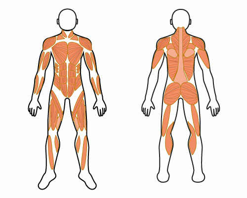 筋肉解剖図 名称無し 人体図 メディカルイラスト図鑑 無料の医療 美容素材集