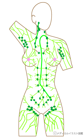 全身のリンパ節とリンパ線図 白紙 メディカルイラスト図鑑 無料の医療 美容素材集
