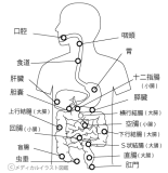 内臓の位置 消化器官人体図 名称付き メディカルイラスト図鑑 無料の医療 美容素材集