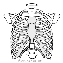 肋骨骨格図 グレーバージョン メディカルイラスト図鑑 無料の医療 美容素材集
