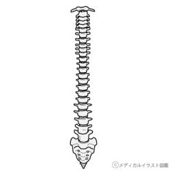 正面から見た脊柱 脊髄 脊椎 グレーバージョン メディカルイラスト図鑑 無料の医療 美容素材集