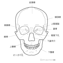 名称付き頭の骨 頭蓋骨 前面 塗り絵バージョン メディカルイラスト図鑑 無料の医療 美容素材集