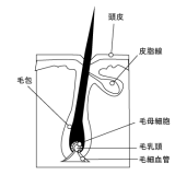 毛穴断面図 毛根各部名称付き メディカルイラスト図鑑 無料の医療 美容素材集