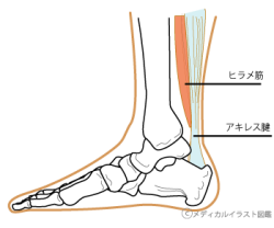 アキレス腱とヒラメ筋断面図 メディカルイラスト図鑑 無料の医療 美容素材集