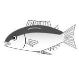 魚 カツオ まぐろ 塗り絵バージョン メディカルイラスト図鑑 無料の医療 美容素材集 魚 カツオ まぐろ 塗り絵バージョン メディカルイラスト図鑑 無料の医療 美容素材集