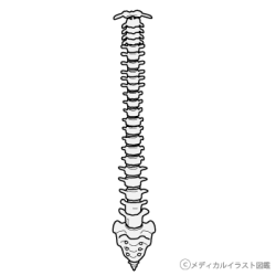 正面から見た脊柱 脊髄 脊椎 グレーバージョン メディカルイラスト図鑑 無料の医療 美容素材集 正面から見た脊柱 脊髄 脊椎 グレーバージョン メディカルイラスト図鑑 無料の医療 美容素材集