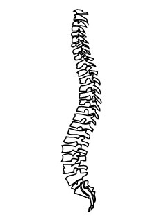背骨の骨格イラスト 脊髄 メディカルイラスト図鑑 無料の医療 美容素材集