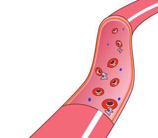 血管断面図 メディカルイラスト図鑑 無料の医療 美容素材集