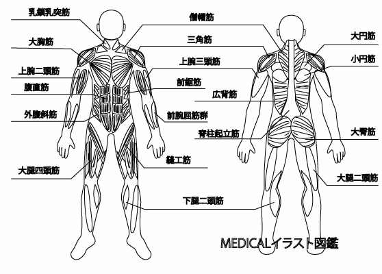 全身の筋肉解剖図 名称有り 塗り絵バージョン メディカルイラスト図鑑 無料の医療 美容素材集