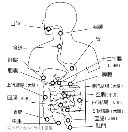 消化器官人体図 名称付き 塗り絵バージョン メディカルイラスト図鑑 無料の医療 美容素材集