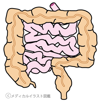 腸 大腸 小腸 メディカルイラスト図鑑 無料の医療 美容素材集