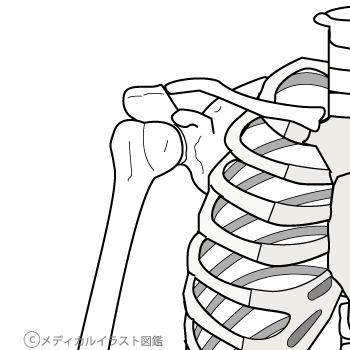 鎖骨と肩の骨格図 上腕間接 メディカルイラスト図鑑 無料の医療 美容素材集