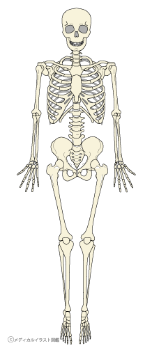 全身の骨格図 メディカルイラスト図鑑 無料の医療 美容素材集