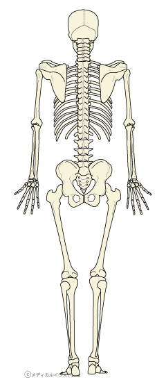 全身の骨格図 背面 メディカルイラスト図鑑 無料の医療 美容素材集