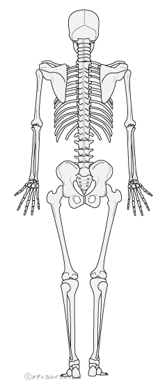 全身の骨格図 背面 グレーバージョン メディカルイラスト図鑑 無料の医療 美容素材集