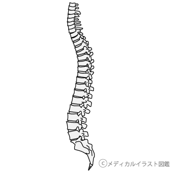 側面から見た脊柱 脊髄 脊椎 グレーバージョン メディカルイラスト図鑑 無料の医療 美容素材集