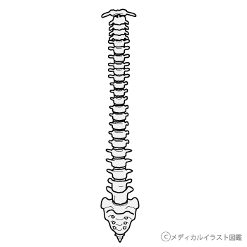 正面から見た脊柱 脊髄 脊椎 グレーバージョン メディカルイラスト図鑑 無料の医療 美容素材集