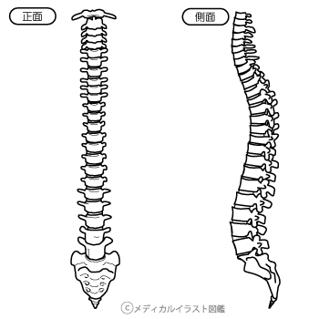 正面と側面から見た脊柱 脊髄 脊椎 塗り絵バージョン メディカルイラスト図鑑 無料の医療 美容素材集