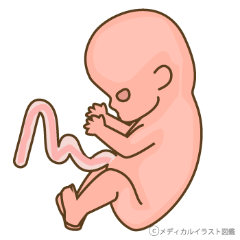 リアルな胎児 胎盤 へその緒 メディカルイラスト図鑑 無料の医療 美容素材集