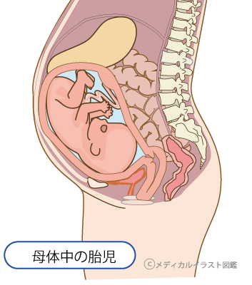 母体の中の胎児断面図 メディカルイラスト図鑑 無料の医療 美容素材集