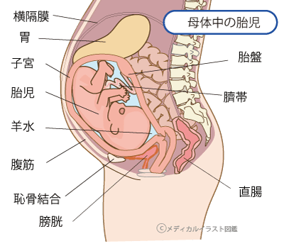 母体の中の胎児断面図 名称付き メディカルイラスト図鑑 無料の医療 美容素材集