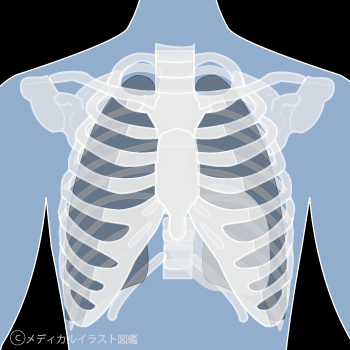 胸部ｘ線 レントゲン メディカルイラスト図鑑 無料の医療 美容素材集