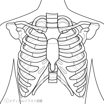 胸部ｘ線 レントゲン 塗り絵バージョン メディカルイラスト図鑑 無料の医療 美容素材集