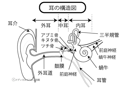 耳の構造図 名称付き 塗り絵バージョン メディカルイラスト図鑑 無料の医療 美容素材集