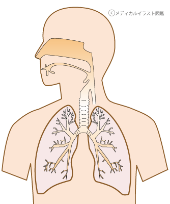 呼吸器の構造 断面図 名称なし メディカルイラスト図鑑 無料の医療 美容素材集