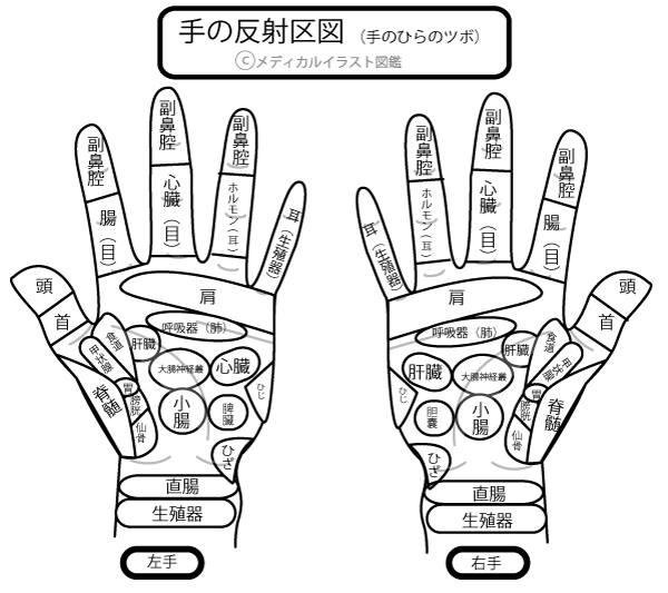 手のひらのツボ 手の反射区図 手のツボ 塗り絵バージョン メディカルイラスト図鑑 無料の医療 美容素材集