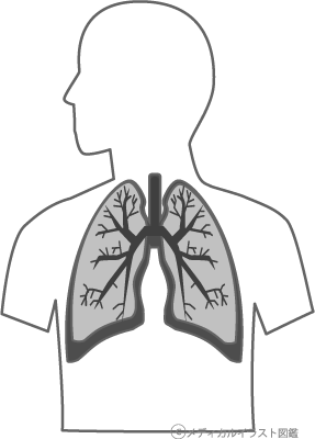 簡単な肺の断面図イラスト グレーバージョン メディカルイラスト図鑑 無料の医療 美容素材集