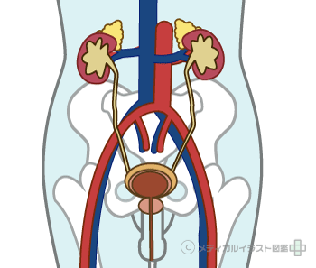 男性の泌尿器の構造人体図 説明文字なし メディカルイラスト図鑑 無料の医療 美容素材集