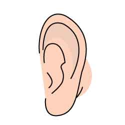 内耳 - Inner ear - JapaneseClass.jp